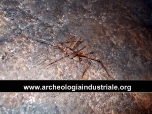 grottadellacondotta022